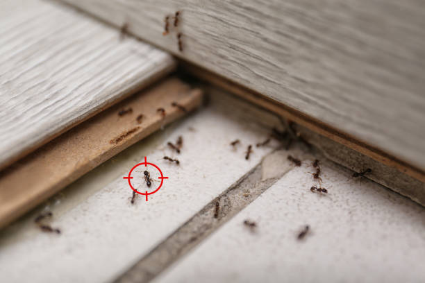 Reliable Grand Saline, TX Pest Control Solutions