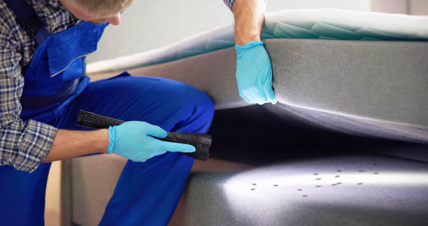 Best Insect Control  in Grand Saline, TX