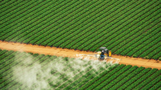 Best Wasp Removal Services  in Grand Saline, TX