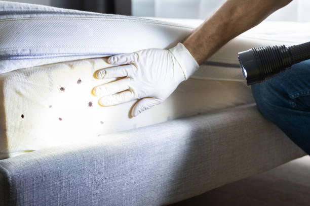  Grand Saline, TX Pest Control Pros